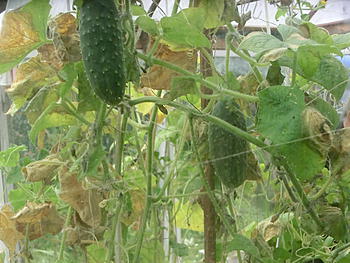     
: CIMG2775.jpg
: 152
:	195.2 
ID:	10049