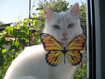     
: 100_0954.JPG
: 770
:	87.3 
ID:	10933