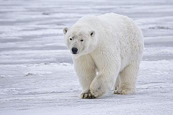     
: 800px-Polar_Bear_-_Alaska.jpg
: 1070
:	57.9 
ID:	11556