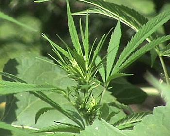 ������� �� ����������� ��� ����������
��������: NEWSc34f4f0c1c8e299.jpg
����������: 1174
������:	31.5 ��
ID:	4835