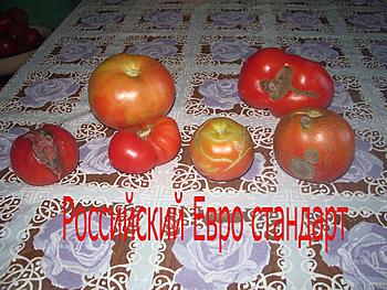     
: IMGP1986.jpg
: 511
:	210.1 
ID:	11335