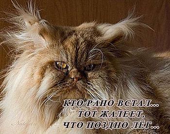    
: .jpg
: 977
:	98.6 
ID:	11389