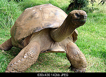     
: jonathantortoise.jpg
: 1016
:	142.4 
ID:	1567