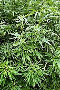     
: 265px-Cannabis_sativa.jpg
: 916
:	45.2 
ID:	4838