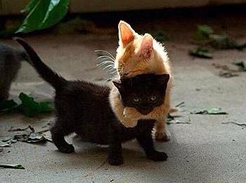 ������� �� ����������� ��� ����������
��������: ����.jpeg
����������: 768
������:	31.4 ��
ID:	10922