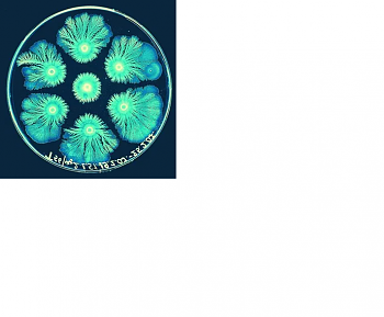     
: .png
: 20
:	197.5 
ID:	13475